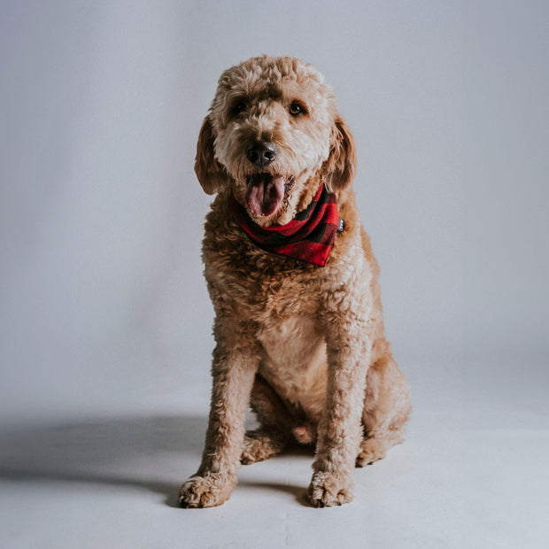 Scrunchie Dog Bandana / Dani