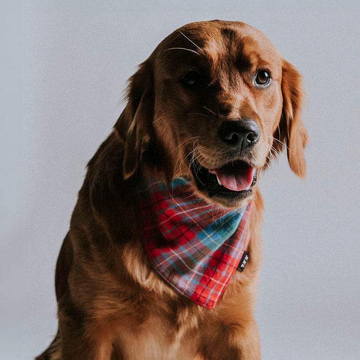 Scrunchie Dog Bandana / John