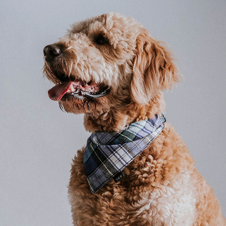 Scrunchie Dog Bandana / Parker