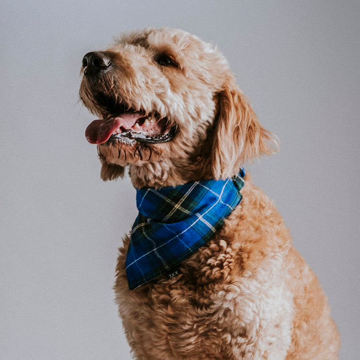 Scrunchie Dog Bandana / Terry