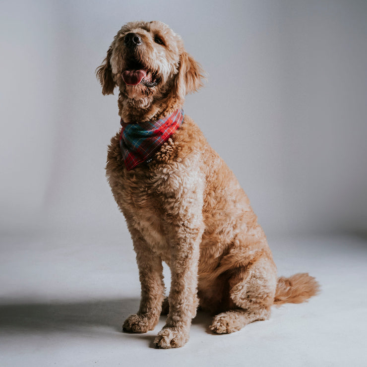 Scrunchie Dog Bandana / John