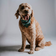 Scrunchie Dog Bandana / Finley