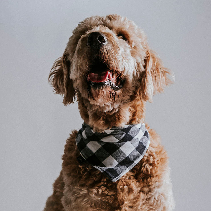 Scrunchie Dog Bandana / Tyler