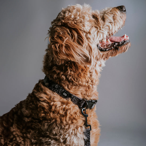 XXL & CO Floral Dog Collar