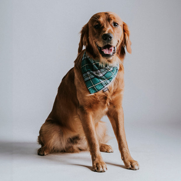 Scrunchie Dog Bandana / Finley