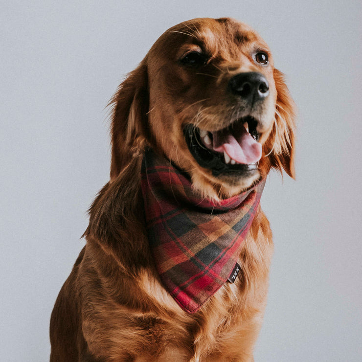 Scrunchie Dog Bandana / Ricky