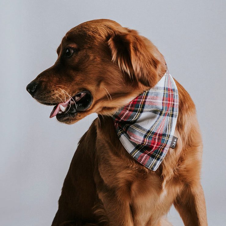 Scrunchie Dog Bandana / Tommy