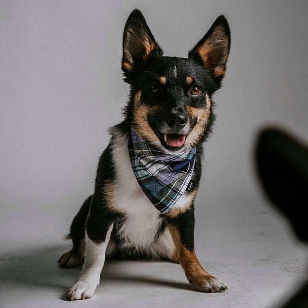 Scrunchie Dog Bandana / Parker