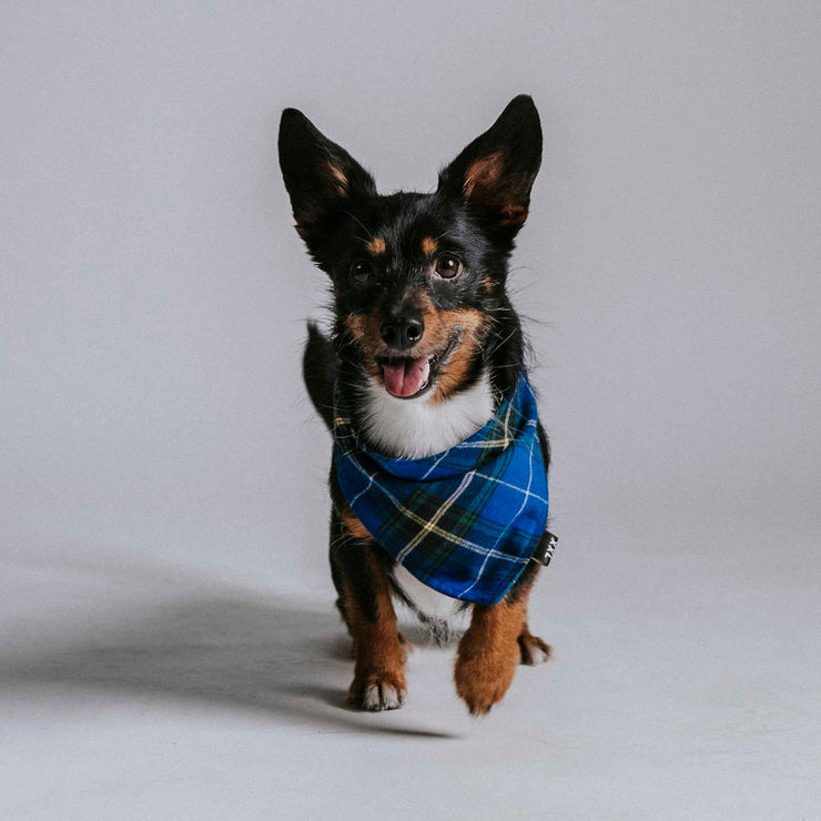 Scrunchie Dog Bandana / Terry