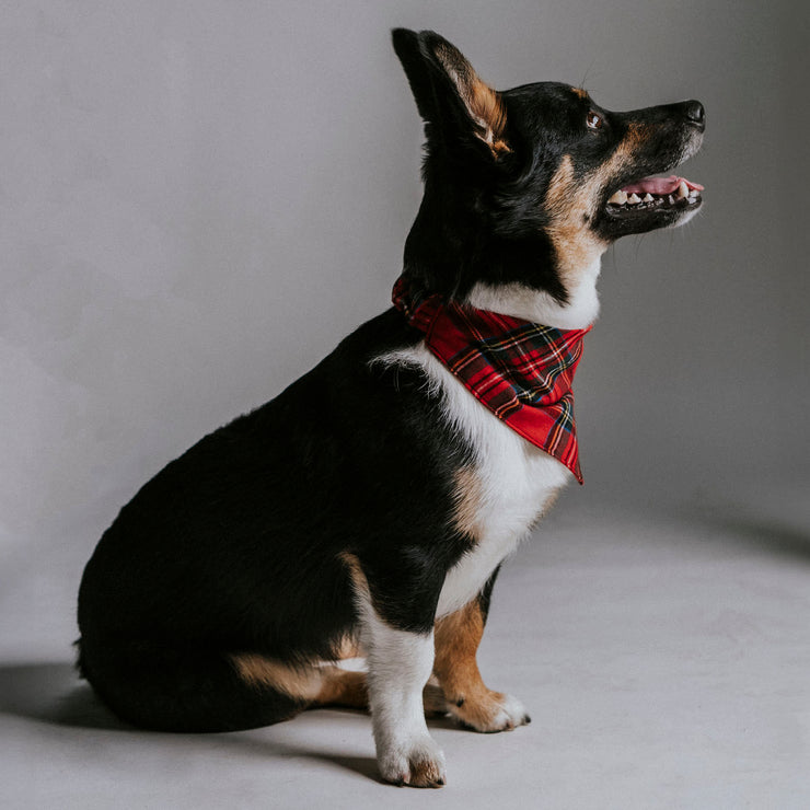 Scrunchie Dog Bandana / Noah