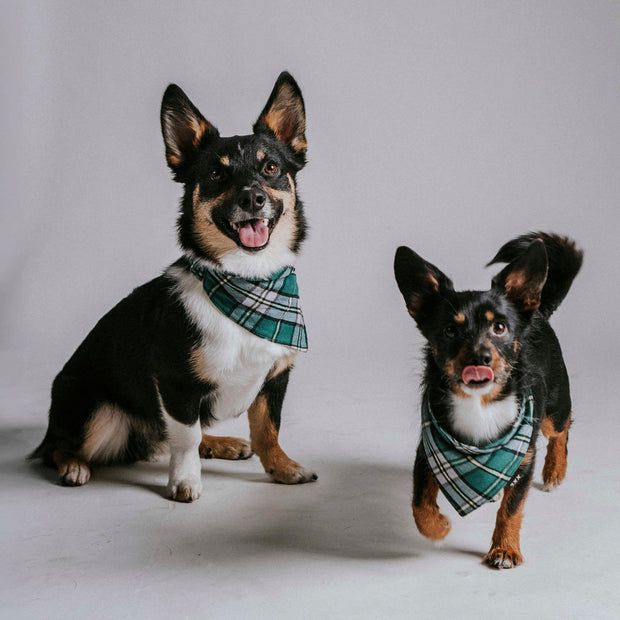 Scrunchie Dog Bandana / Finley