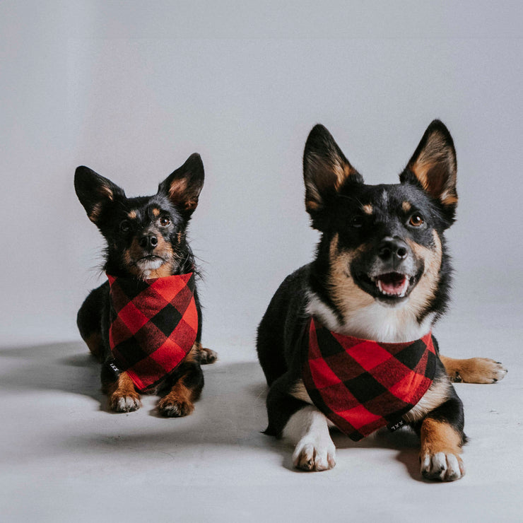 Scrunchie Dog Bandana / Dani