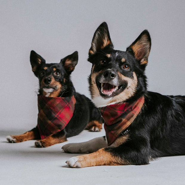 Scrunchie Dog Bandana / Ricky